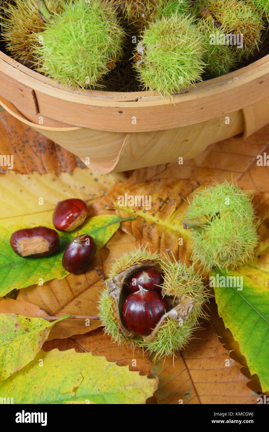 Hat die Kastanien (Castanea sativa), trug in einem englischen Woodland versammelt, Großbritannien Stockfoto