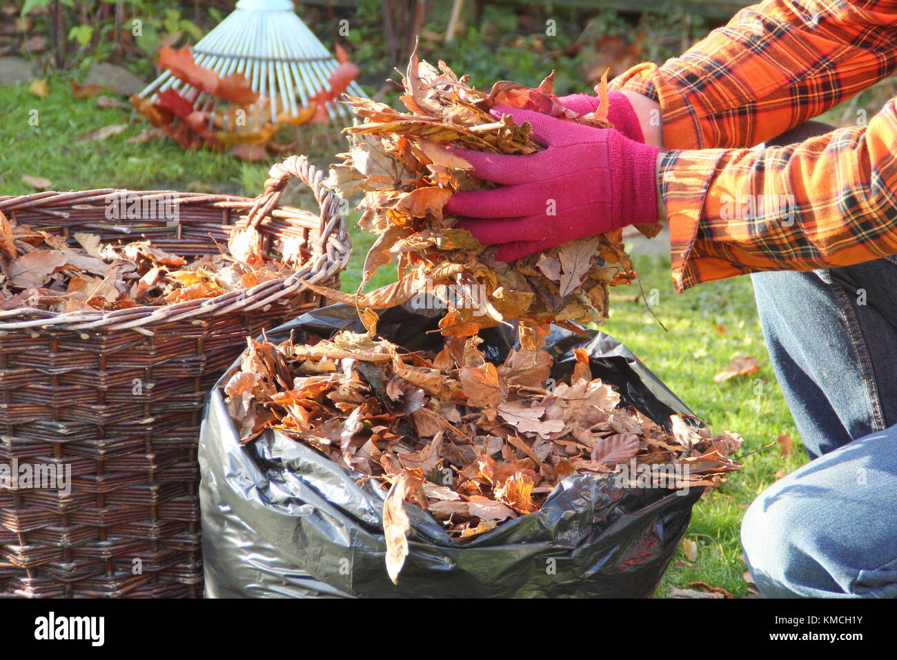 Blätter in eine schwarze Plastiktüte gesammelt Blattform durch den Prozess der Verrottung während über-Lagerung im Winter in einem Englischen Garten zu machen Stockfoto