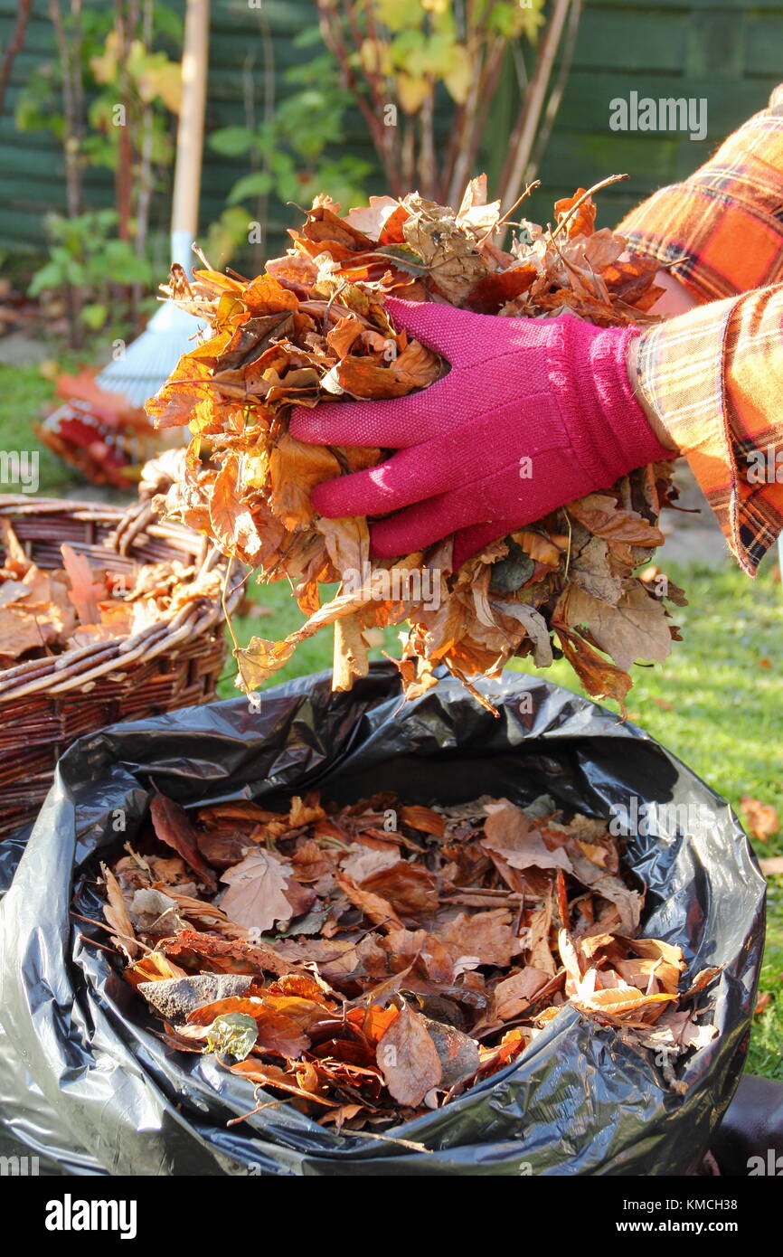 Blätter in eine schwarze Plastiktüte gesammelt Blattform durch den Prozess der Verrottung während über-Lagerung im Winter in einem Englischen Garten zu machen Stockfoto