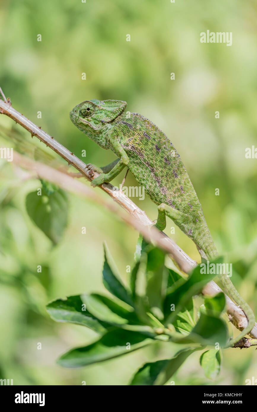 Europaeisches Jemenchamäleon, Chamaeleo chamaeleon, Gewöhnliches Chamäleon Stockfoto