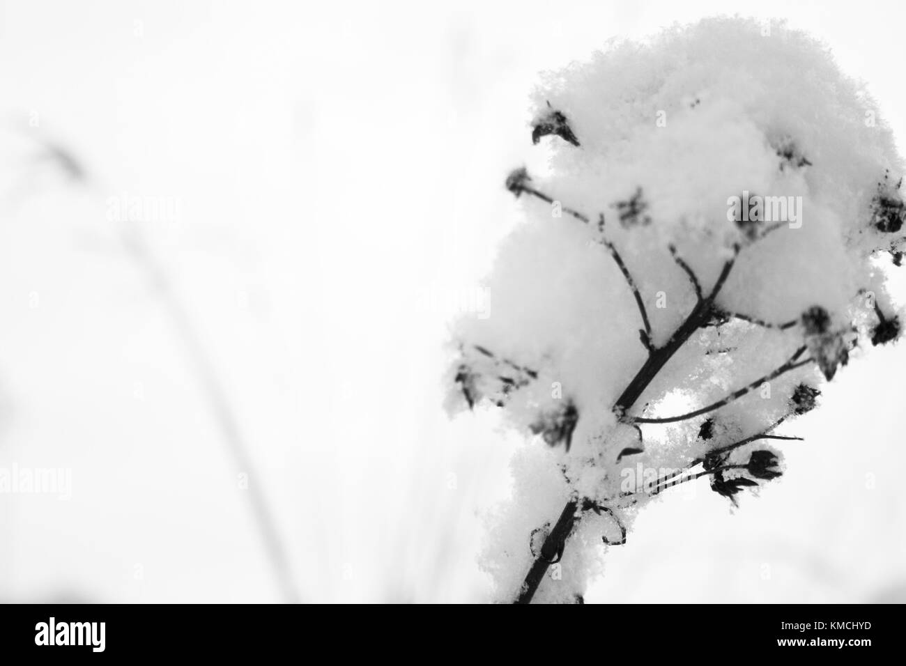 Detail winter bild Stockfoto