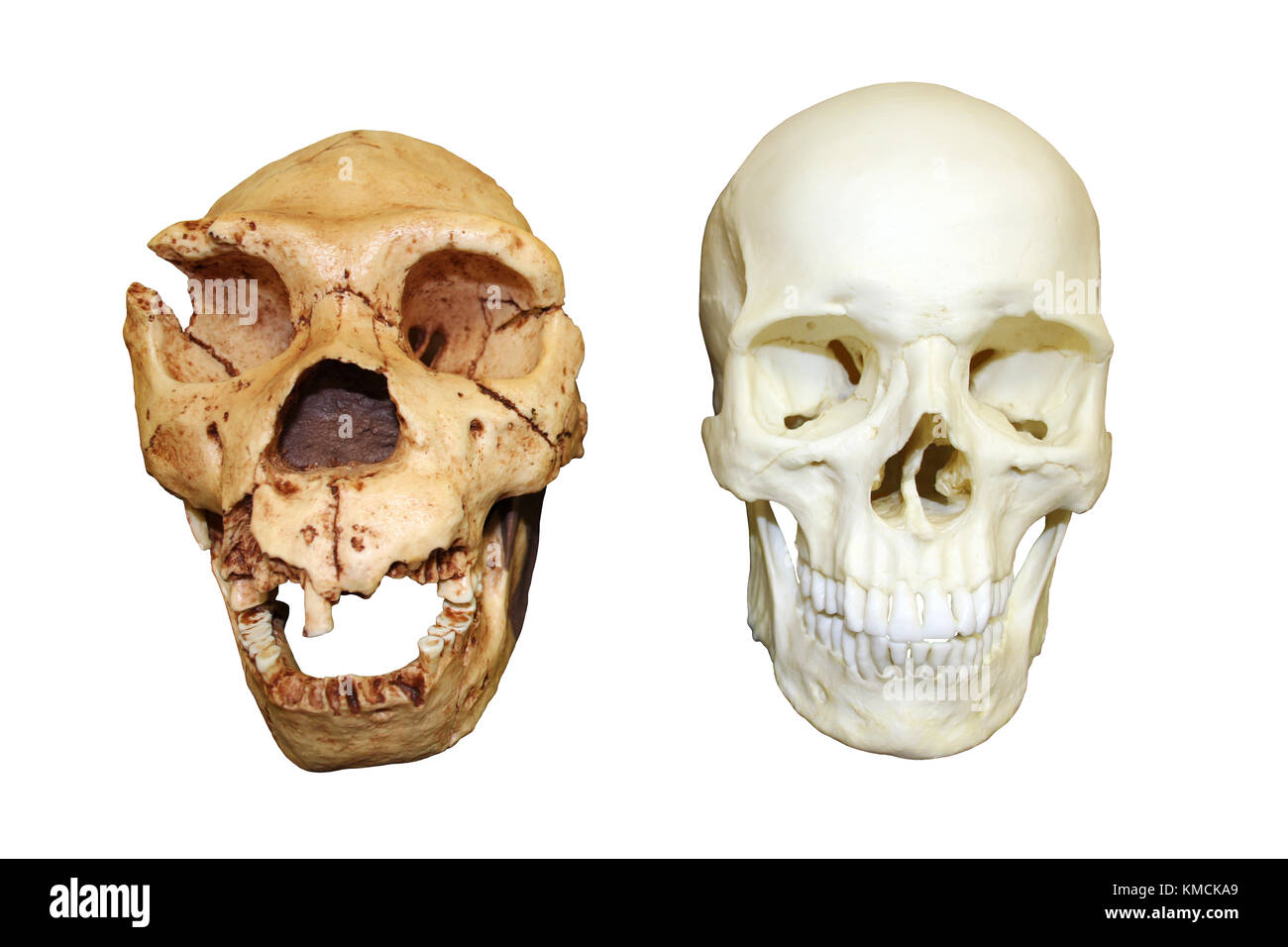 Homo heidelbergensis vs Homo sapiens Schädel Stockfoto