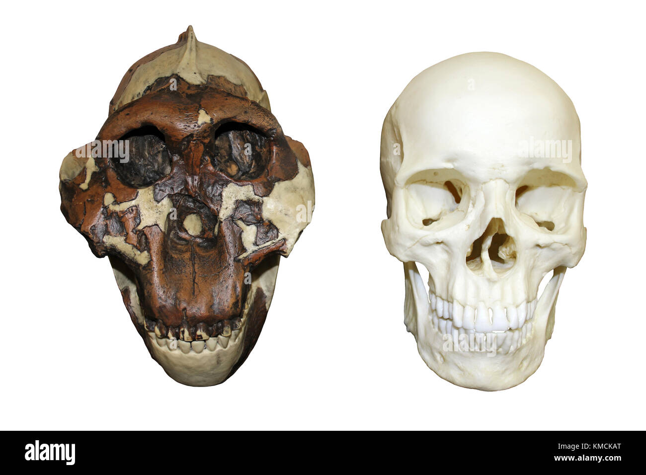 Nussknacker Mensch Australopithecus robustus Vs Homo Sapiens Schädel Stockfoto