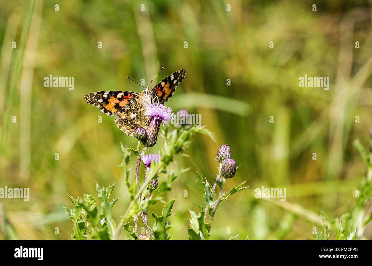 Distelfalter Schmetterling auf einer Distel Stockfoto