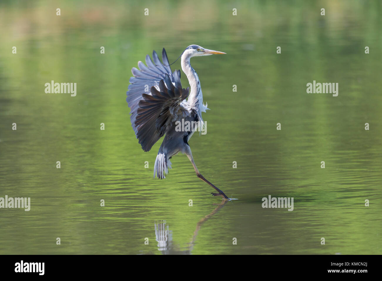 Portrait von natürlichen Graureiher (Ardea cinerea) Landung auf der Wasseroberfläche Stockfoto