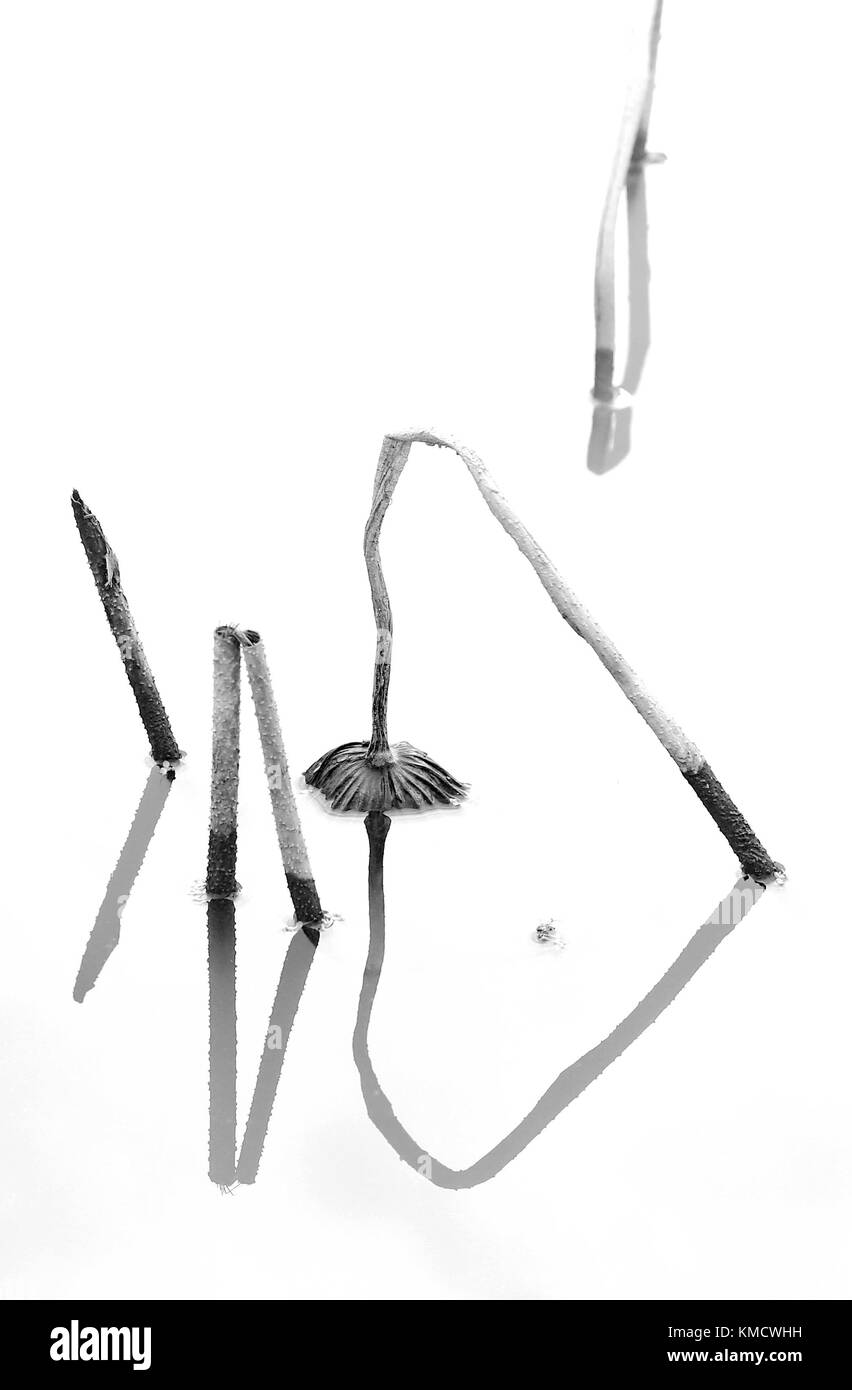 Jiaxing, Jiaxing, China. Dezember 2017. Jiaxing, CHINA-3. Dezember 2017:(NUR FÜR REDAKTIONELLE VERWENDUNG. CHINA OUT). Verdorbener Lotus kann am 3. Dezember 2017 im Nanhu Lake Scenic Area in Jiaxing, der ostchinesischen Provinz Jiangsu, gesehen werden. Quelle: SIPA Asia/ZUMA Wire/Alamy Live News Stockfoto