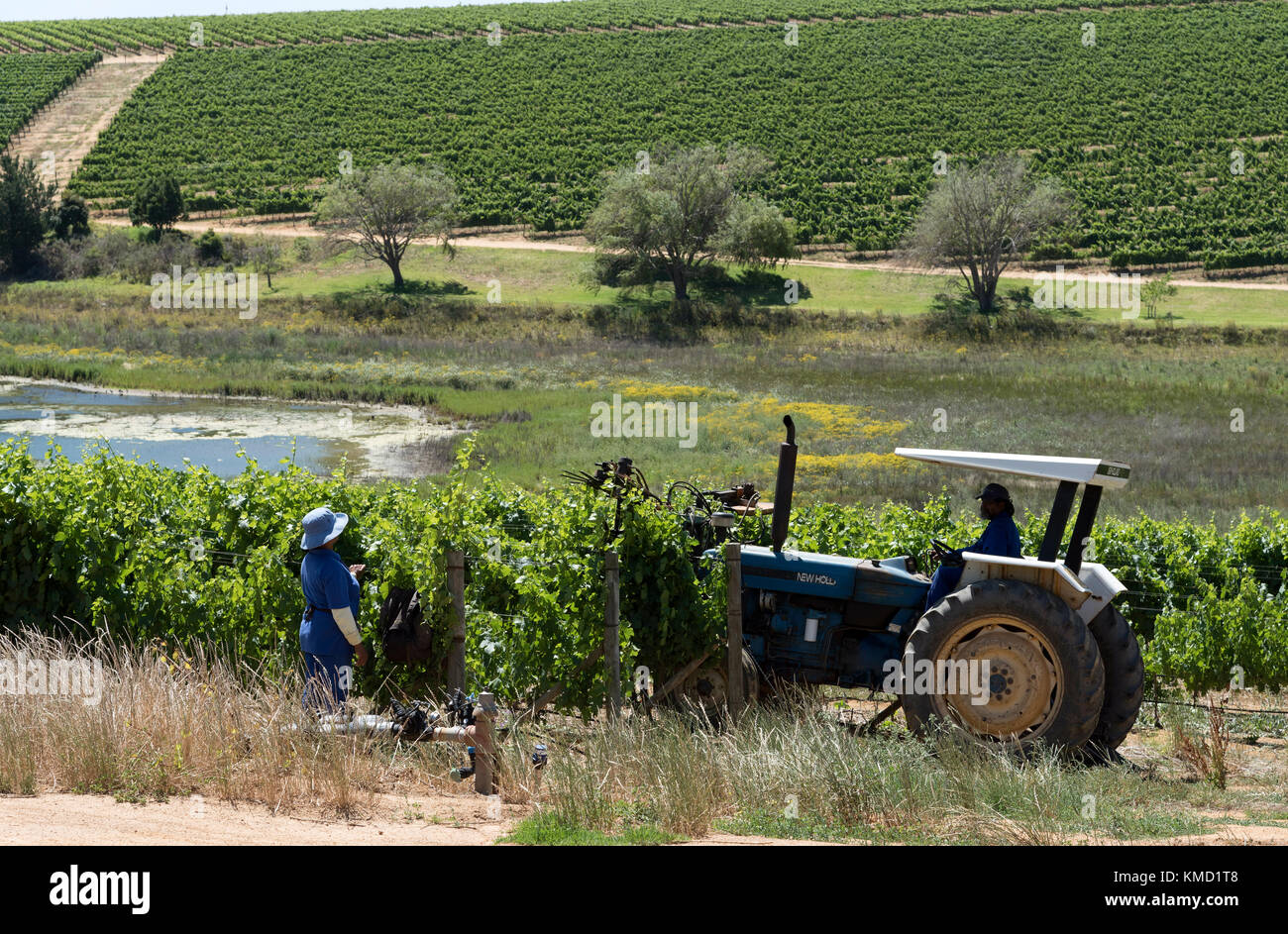 Westkap, Südafrika. 05. Dez 2017. Schneiden des oberen und seitlichen Wachstums bei einer Sommerschneideübung auf dem Delheim Wine Estate, Stellenbosch, Westkap Südafrika. Stockfoto