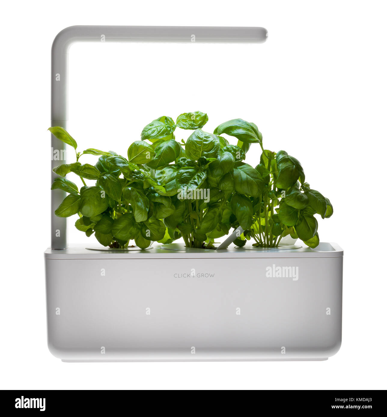 Produkt Ihren eigenen Salat Ernte von Basil zu wachsen. Stockfoto