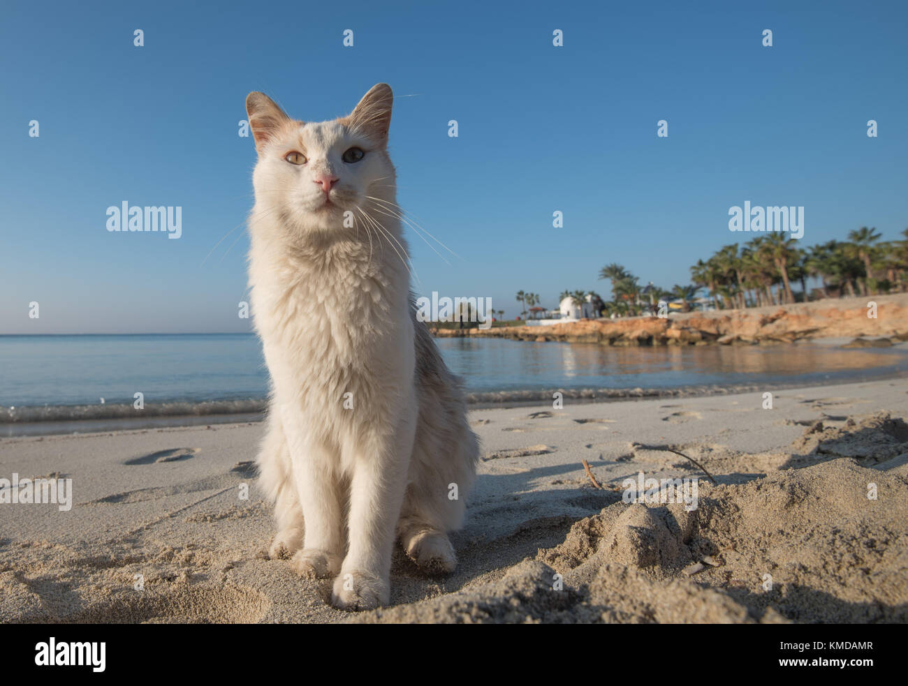 Porträt einer wunderschönen weißen Hauskatze thront stolz auf den sandigen Strand von Nissi Beach, Ayia Napa, Zypern Stockfoto