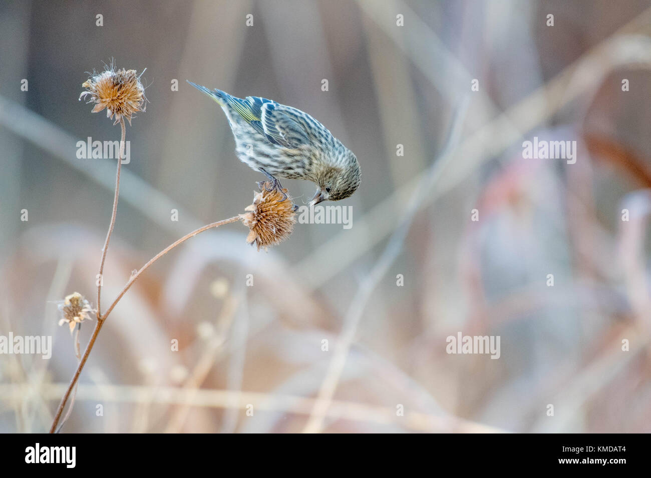 Kiefer Zeisig, (spinus Pinus), Essen Sonnenblumenkerne. Baskische Del Apache National Wildlife Refuge, Nw Mexiko, USA. Stockfoto