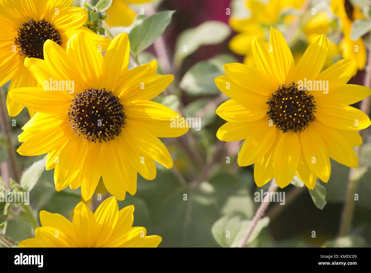 Sonnenblumen bei Dubai wunder Garten Stockfoto
