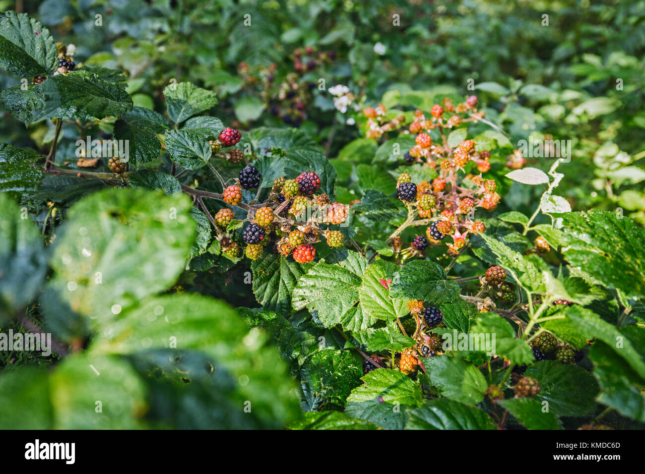 Bush von frischen schwarzen Beeren auf der Waldwiese im Morgenlicht Stockfoto