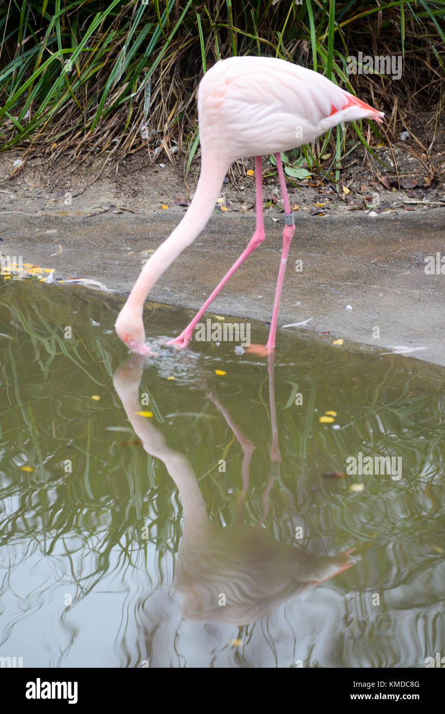 Ein rosa Flamingo im Zoo von Bristol, England, Großbritannien Stockfoto