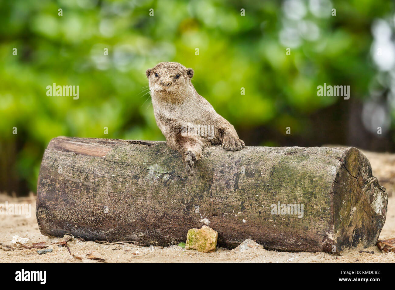 Eine 8-9 Monate alte Otter cub heraus hängen auf einem Baumstamm in einer Mangrove, Singapur Stockfoto
