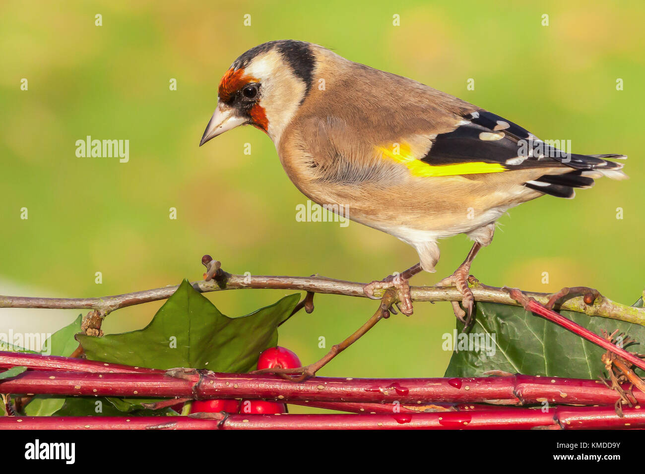 Wild goldfinch Vogel portrait Nahaufnahme native auch Carduelis carduelis bekannt zu Europa. Der stieglitz hat ein rotes Gesicht und einem schwarz-weißen Kopf. Mals Stockfoto