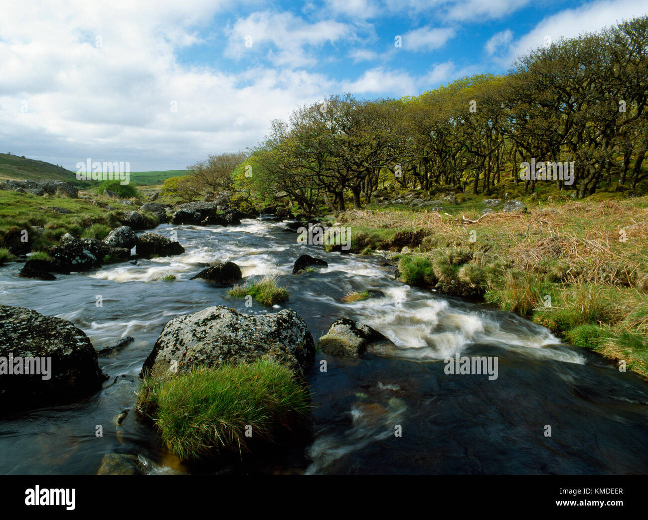 Schwarz ein Tor copse auf der West Okement Fluss, Dartmoor, Devon. Höhe Eiche mit alten knorrigen Bäumen, Flechten, Moosen und Felsbrocken. Stockfoto