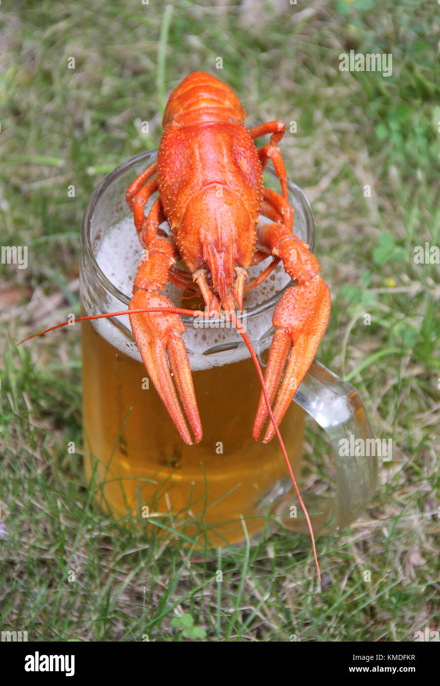 Rote Languste mit Bier auf grünem Gras Stockfoto