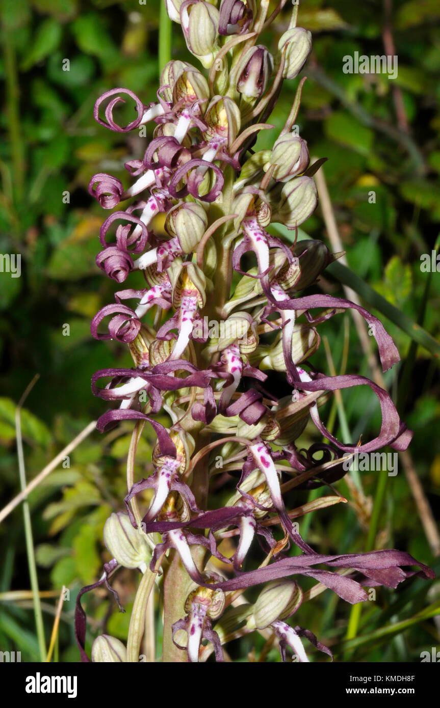 Echse Orchid, Himantoglossum hircinum, auf Sanddünen in Somerset. GROSSBRITANNIEN Stockfoto