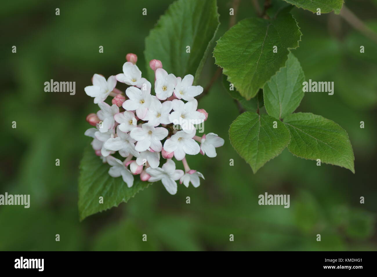 Viburnum x juddii Stockfoto
