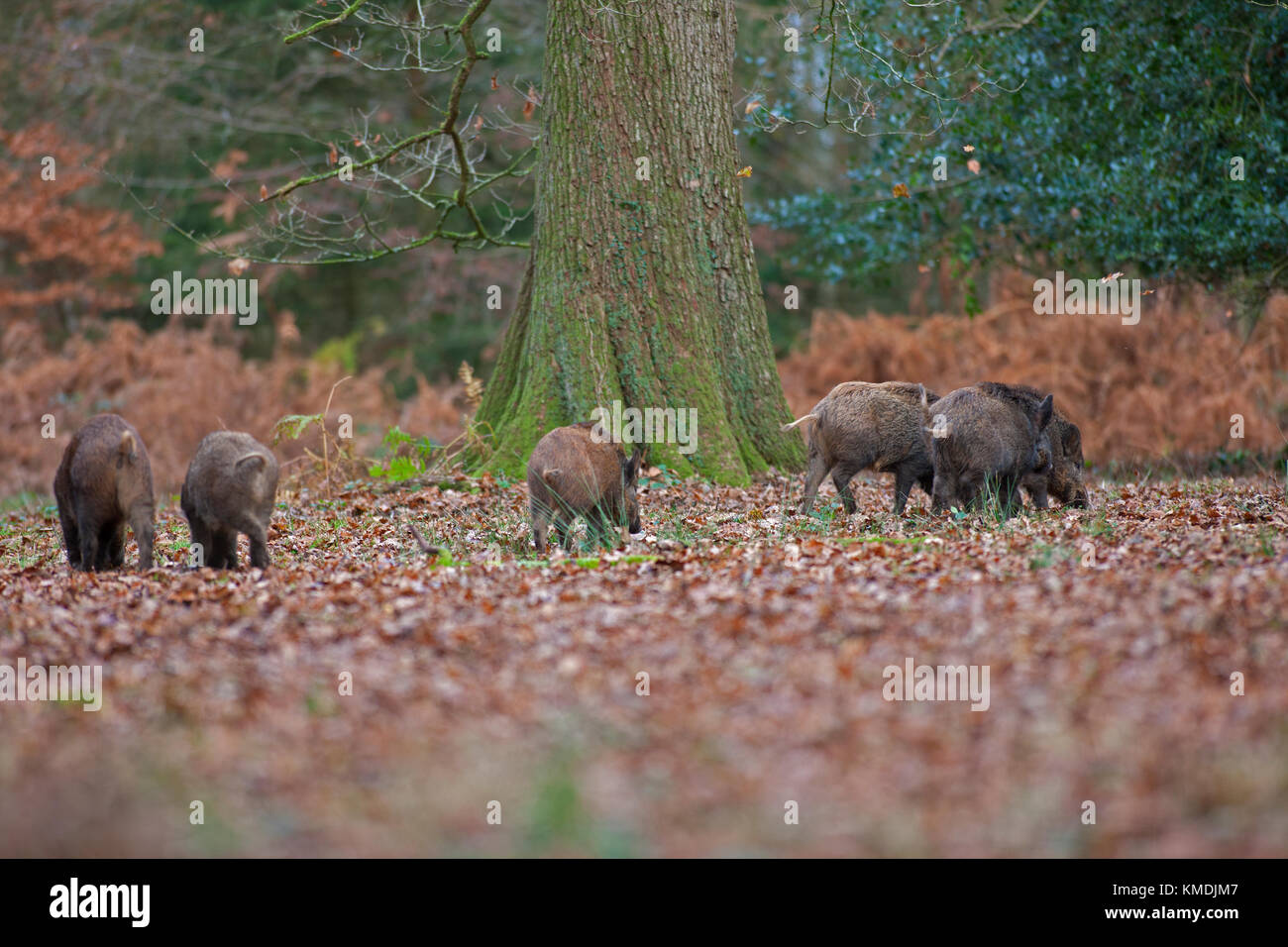 Wildschwein Wald von Dean Stockfoto