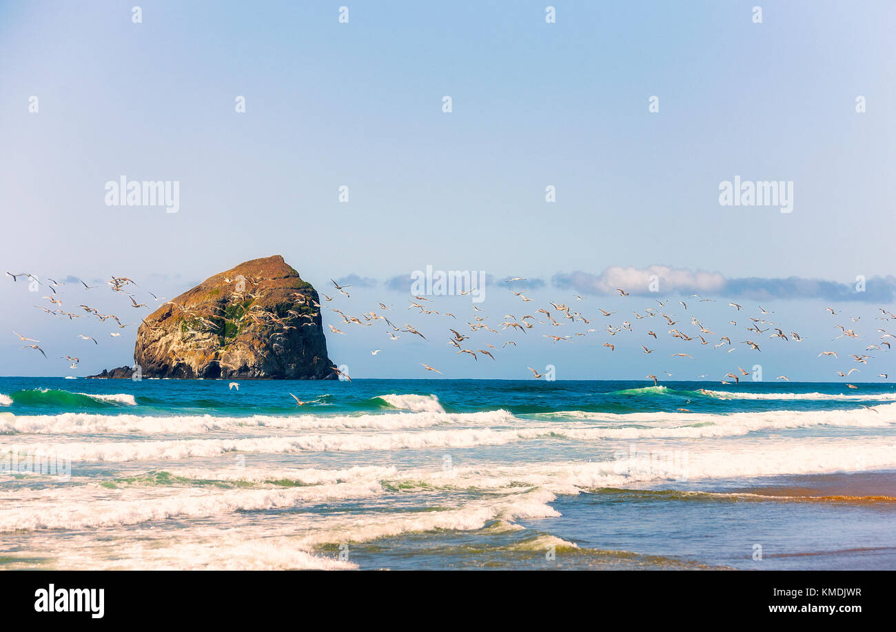 Eine Herde von Möwen fliegen über der Brandung am Strand am Pazifik Stadt an der Küste von Oregon. Haystack Rock sitzt im Hintergrund vom Meer umgeben. Stockfoto