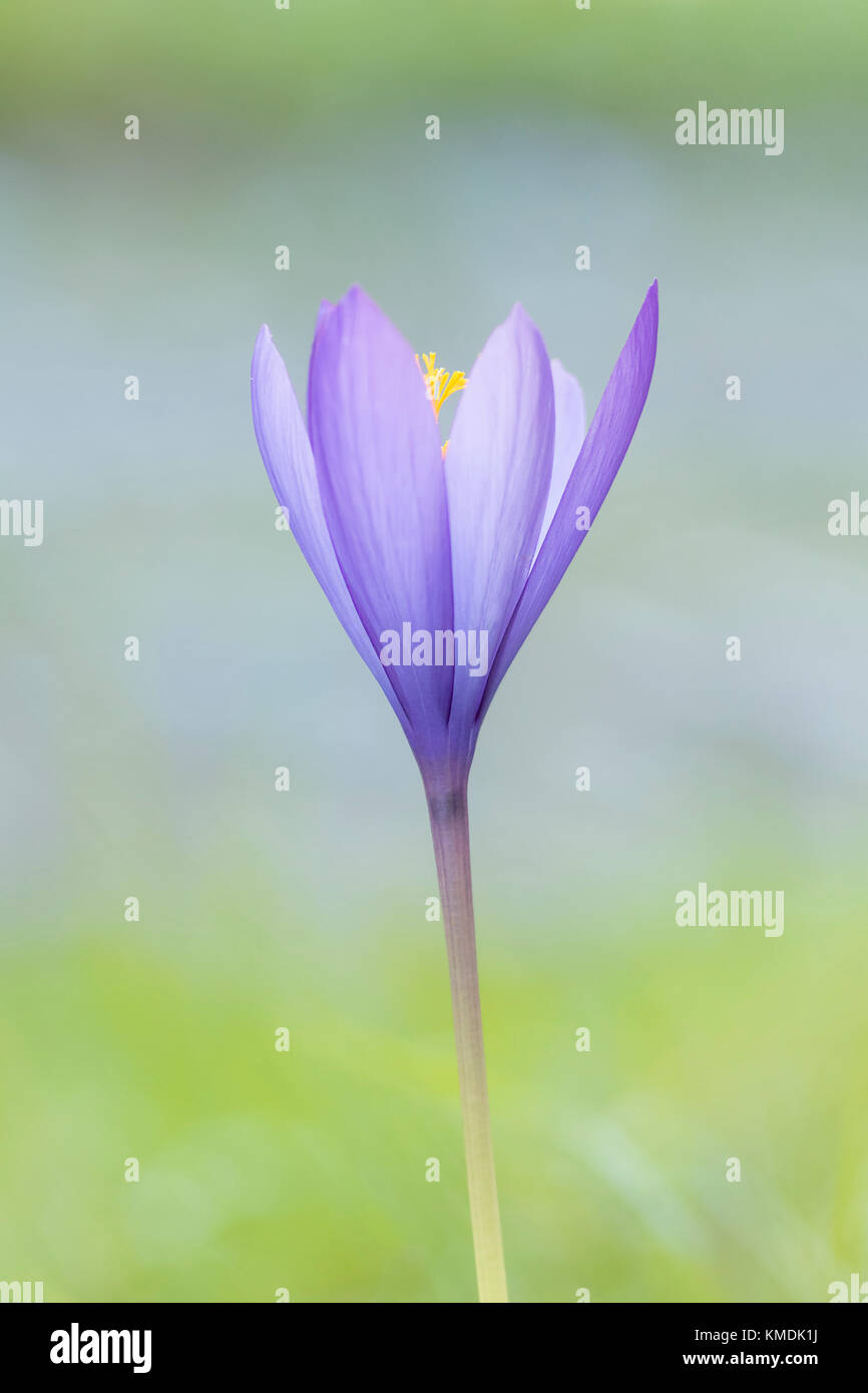 Die letzte blühende Blume des Herbstes ist der Herbstcrocus. Lila Blütenblätter kontrastieren mit grünen Boden und erstellen ein starkes Foto von einer einfachen Blume. Stockfoto