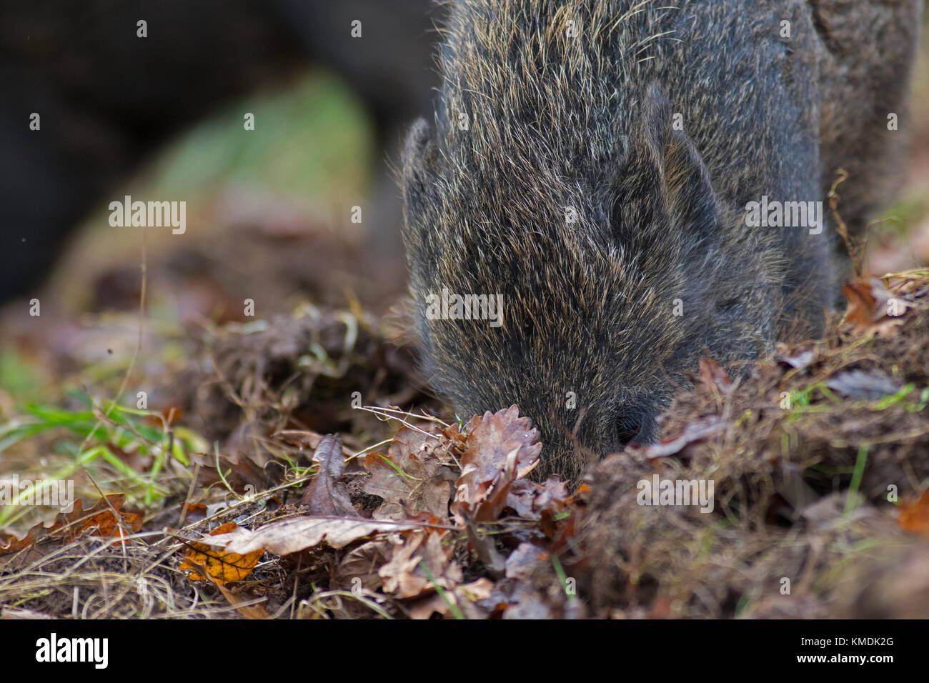 Wildschwein Wald von Dean Stockfoto