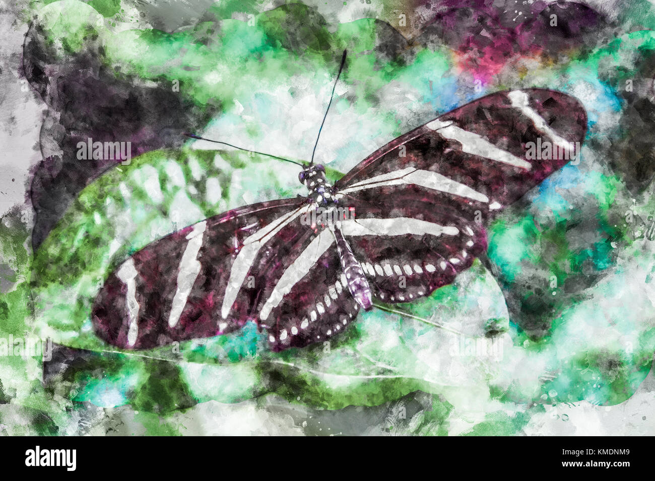 Aquarell Abbildung: Heliconius Charithonia Erwachsenen (Zebra) Schmetterling Longwing Stockfoto