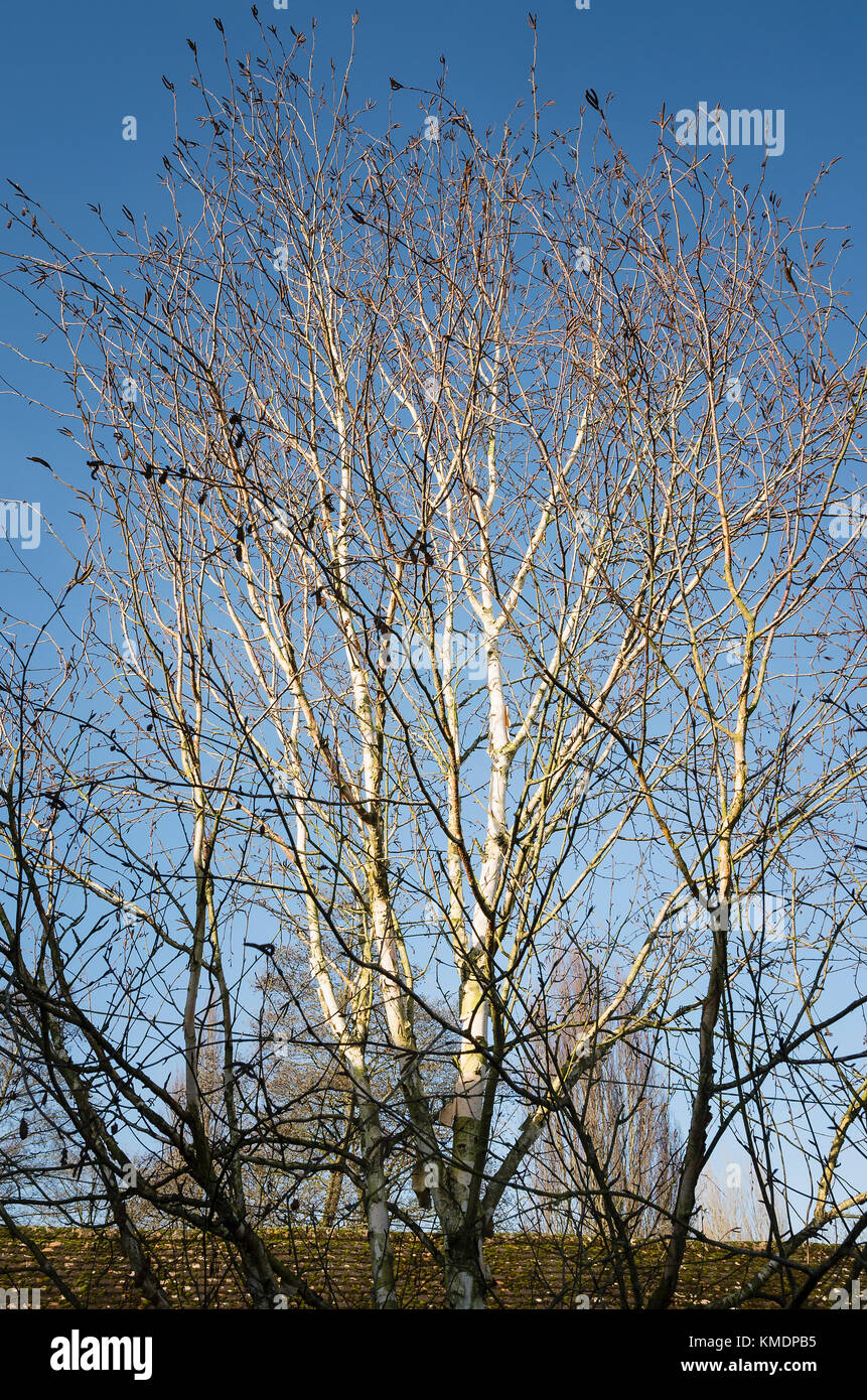 Strahlend weiße Stängel von Silver Birch Silver Shadow im Januar in Großbritannien Stockfoto