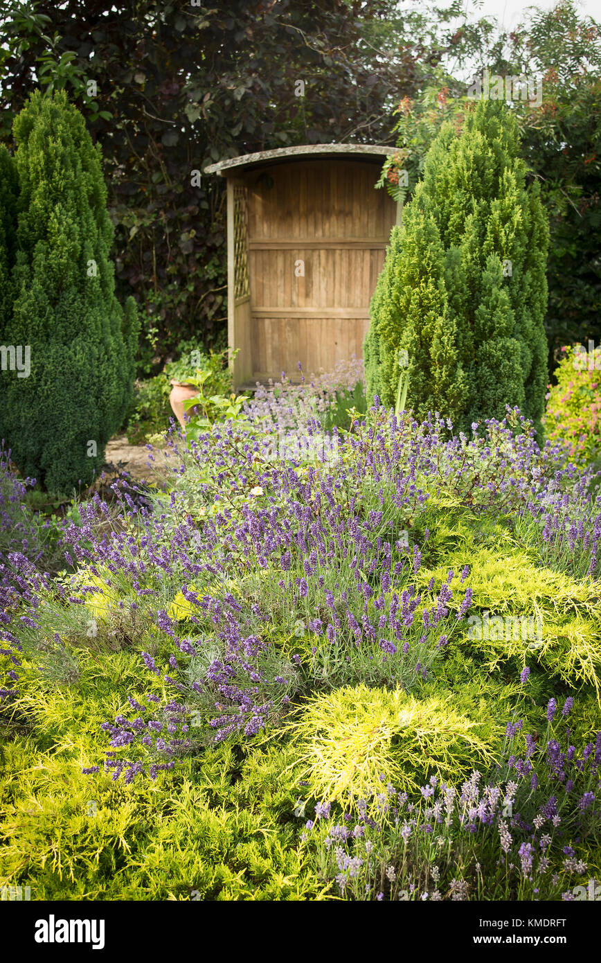 Immergrüne Koniferen und gemischte Lavendel in einem kleinen Englischen Garten Stockfoto