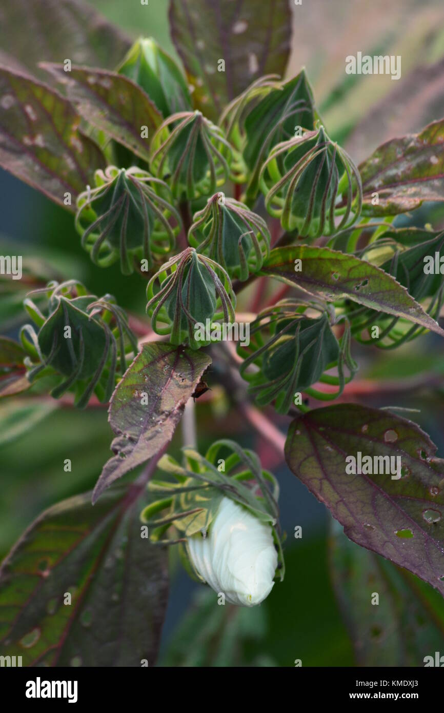 Eine un-geöffnet Marsh Hibiscus flower bud von der spindeldürren ranken sich entwickelnden Samenkapseln umgeben. Stockfoto