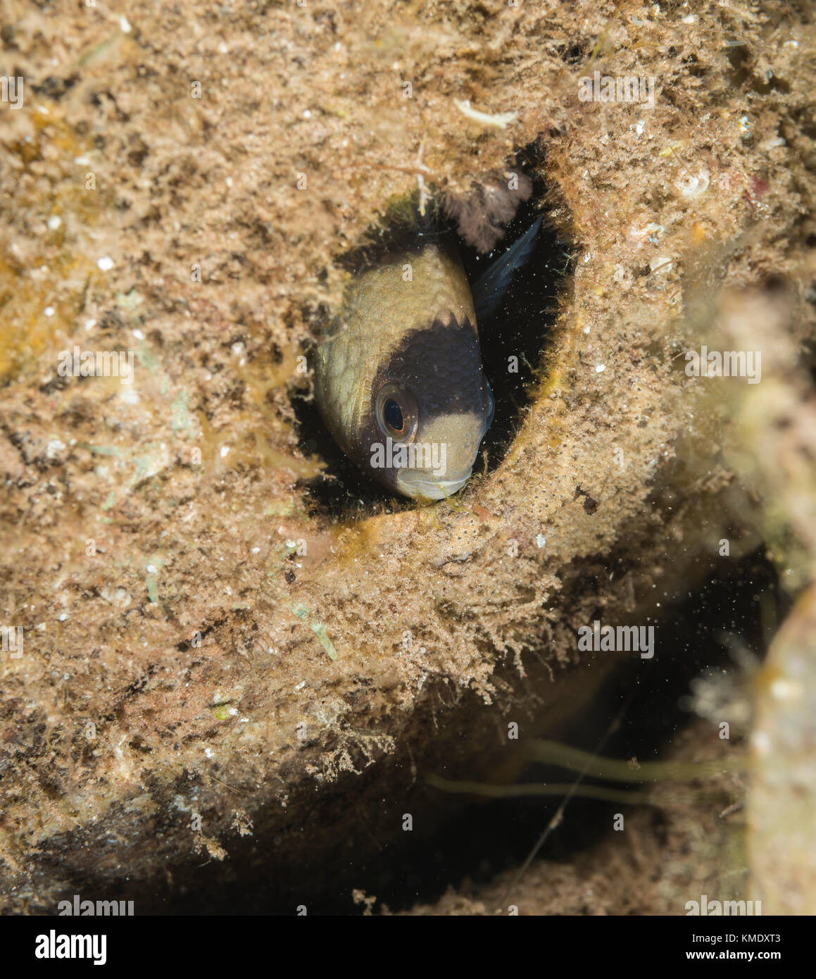 Clark's Anemonenfischen versteckt sich in einem hohlen Kokosnuss Stockfoto