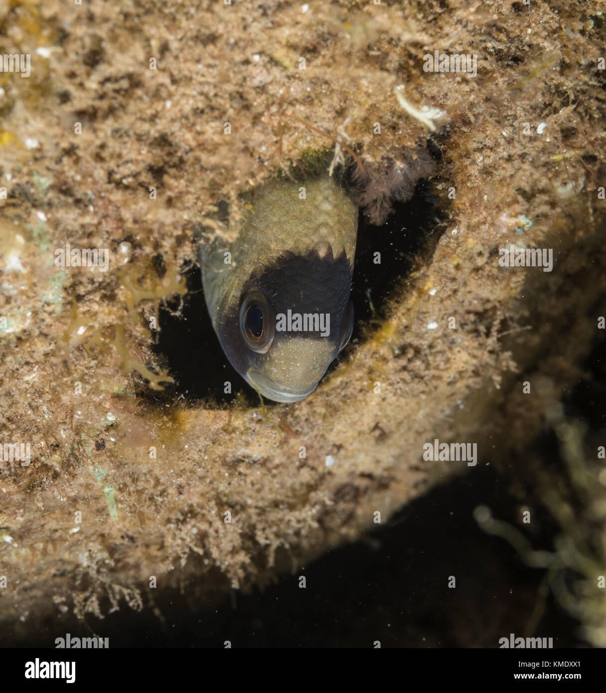 Clark's Anemonenfischen versteckt sich in einem hohlen Kokosnuss Stockfoto