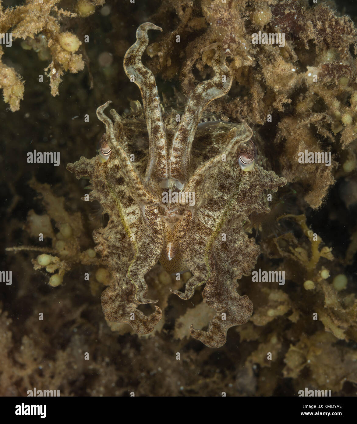 Tintenfisch Posieren für ein Porträt Stockfoto