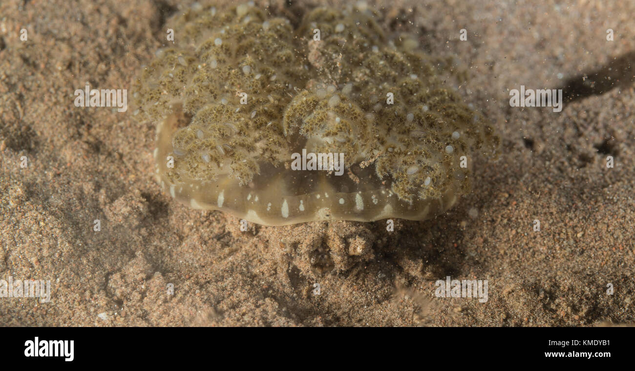 Quallen, die Krabbe mit eine upside-down Quallen auf der Rückseite Stockfoto