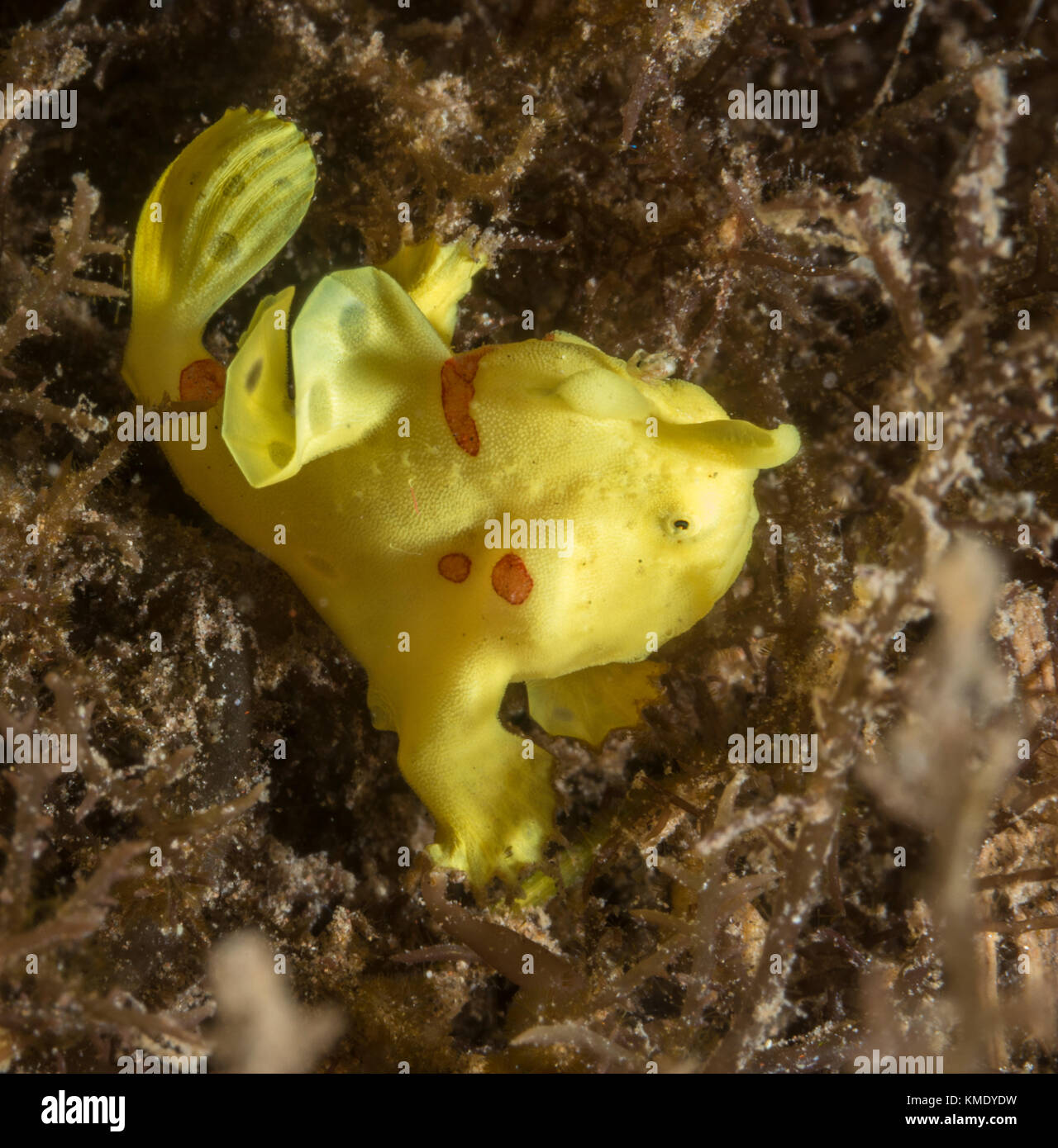 Gelb baby Warzen Anglerfisch versteckt im Seegras Stockfoto