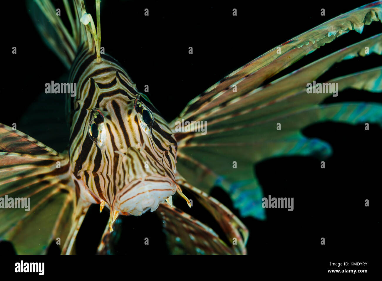 Porträt einer feuerfische Stockfoto