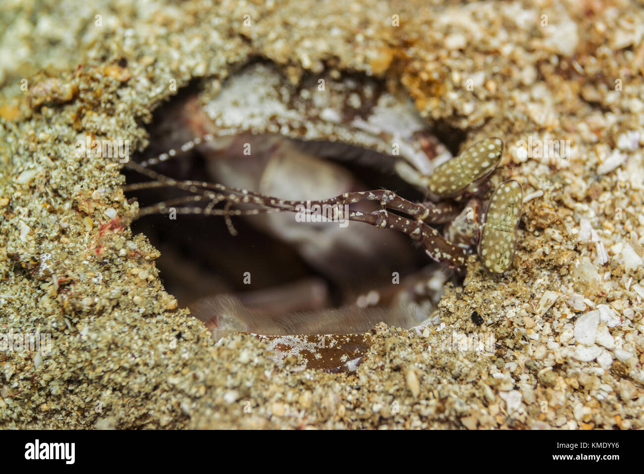 Spearing mantis Shrimps in seinem Loch im Meeresboden Stockfoto