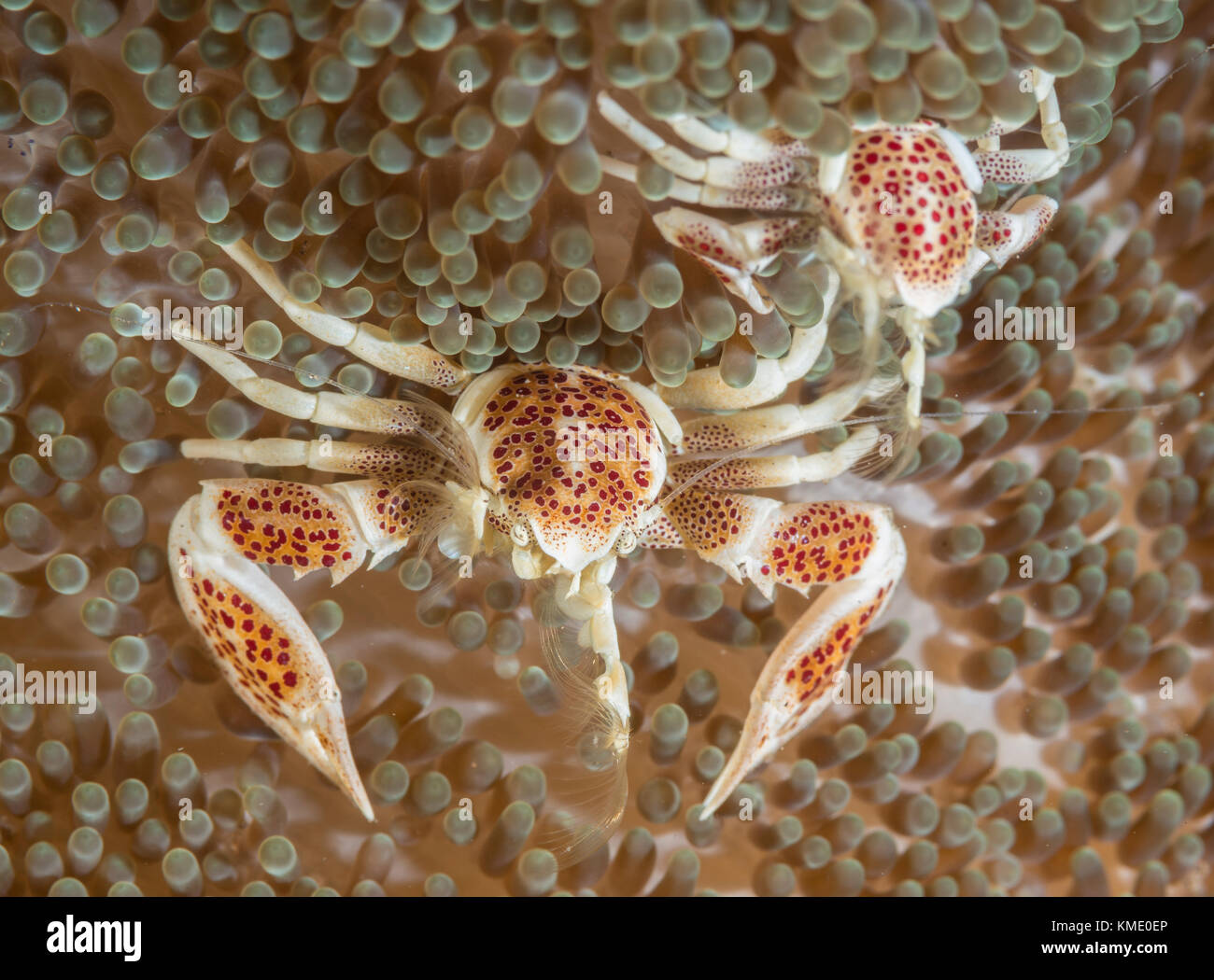 Porzellan Krabben in einer herrlichen Seeanemone Stockfoto