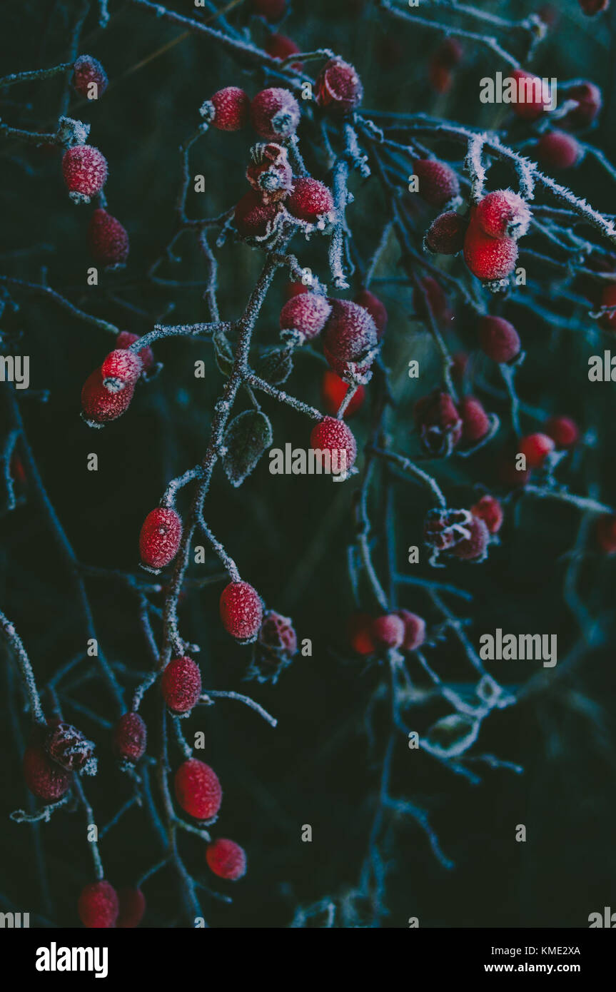 Dunkle winter Märchen. Rote Heckenrose Früchte. Stockfoto