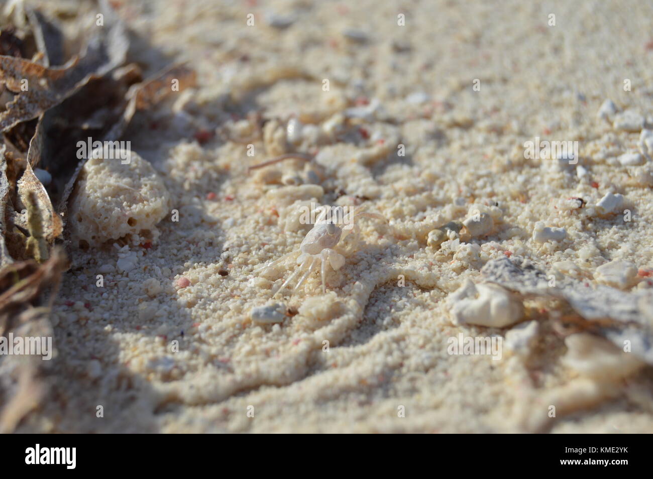 Krabben laufen auf dem Sand in Turtle Island. Venezuela. Stockfoto