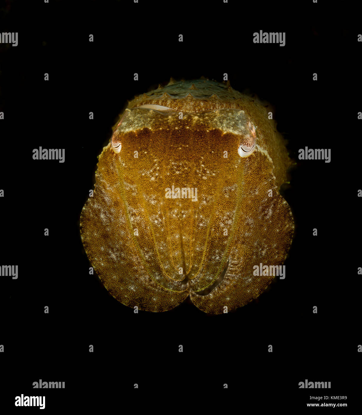 Tintenfisch Posieren für ein Porträt Stockfoto