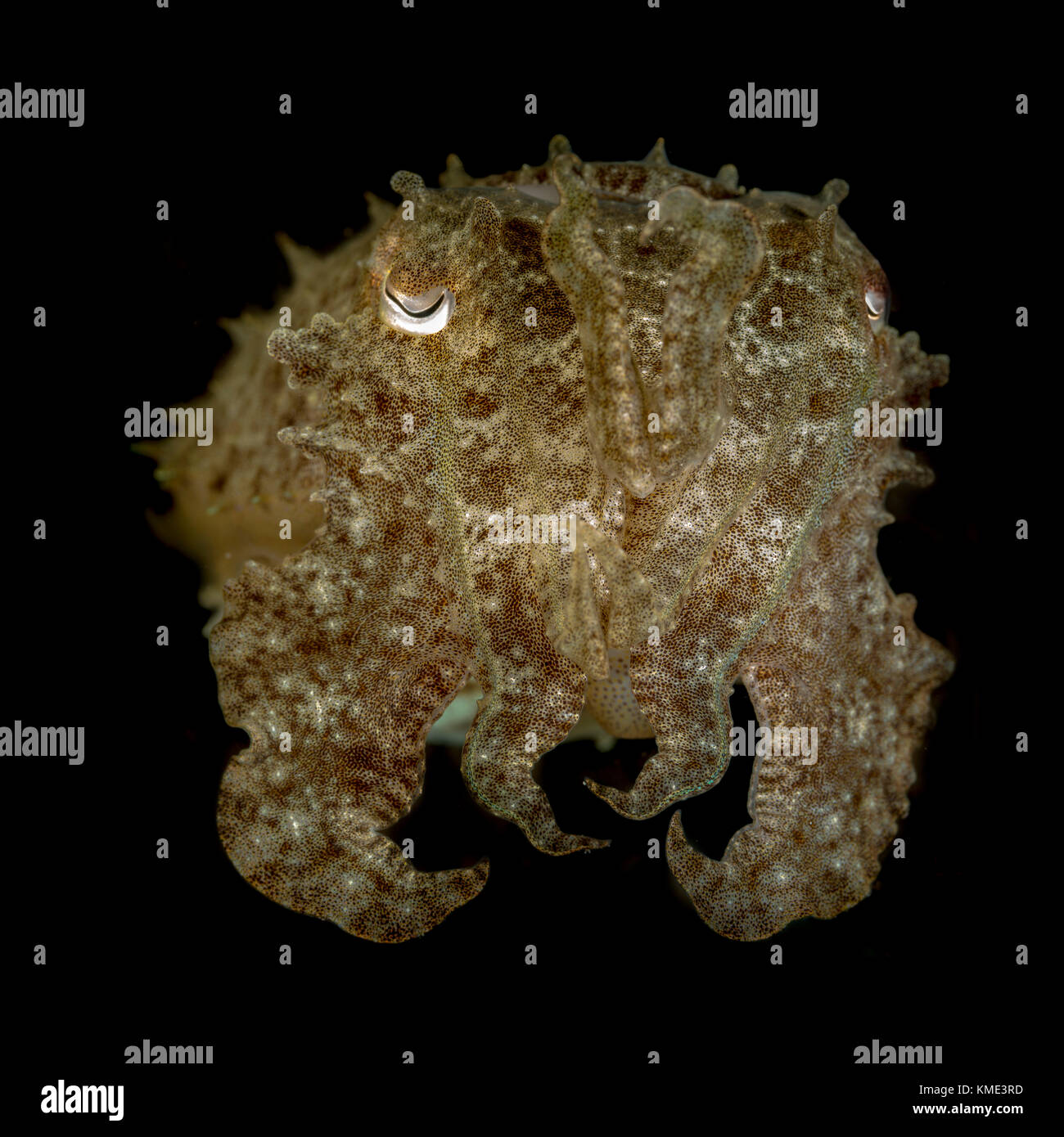 Tintenfisch Posieren für ein Porträt Stockfoto