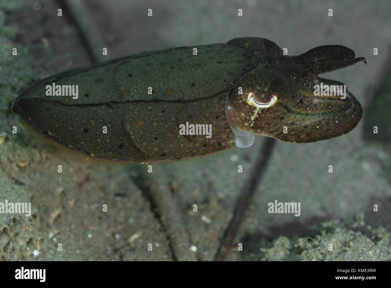 Sepia schwebt über dem Meeresboden Stockfoto