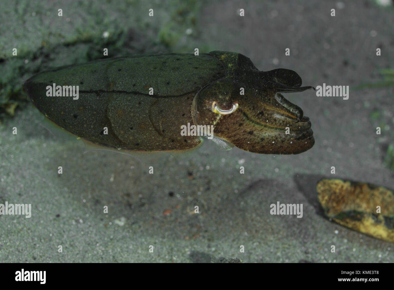 Sepia schwebt über dem Meeresboden Stockfoto