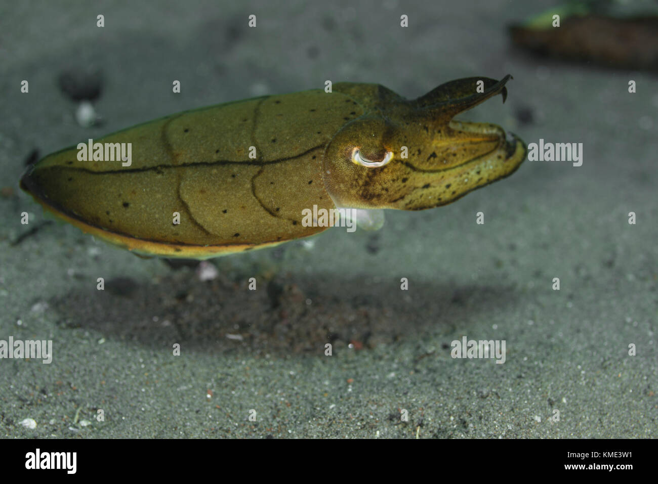 Sepia schwebt über dem Meeresboden Stockfoto