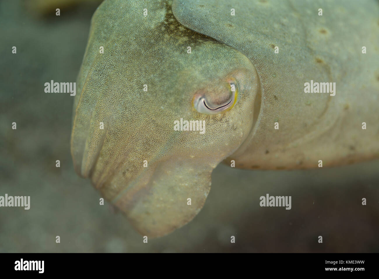Sepia schwebt über dem Meeresboden Stockfoto