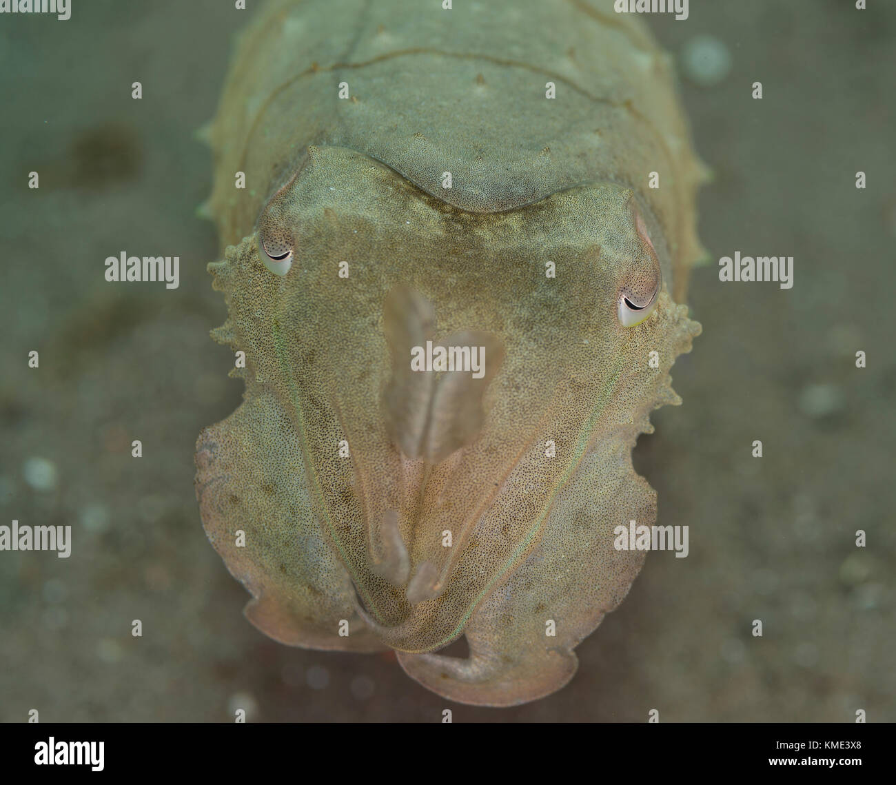 Sepia schwebt über dem Meeresboden Stockfoto