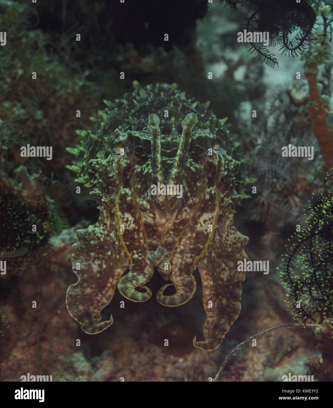 Sepia schwebt über dem Meeresboden Stockfoto