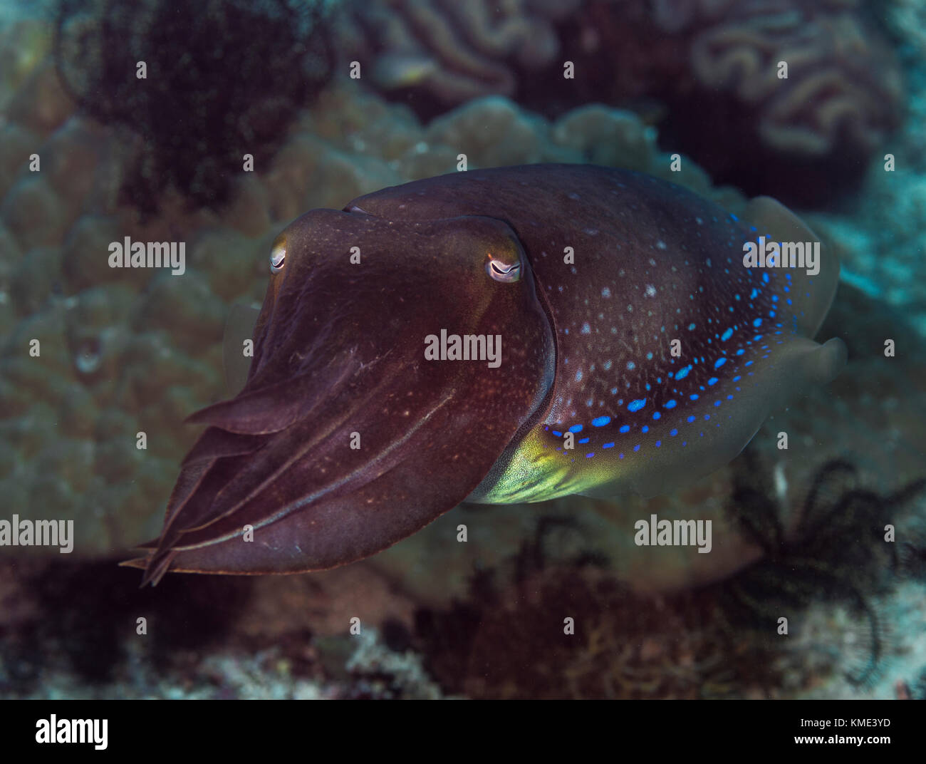 Sepia schwebt über dem Meeresboden Stockfoto